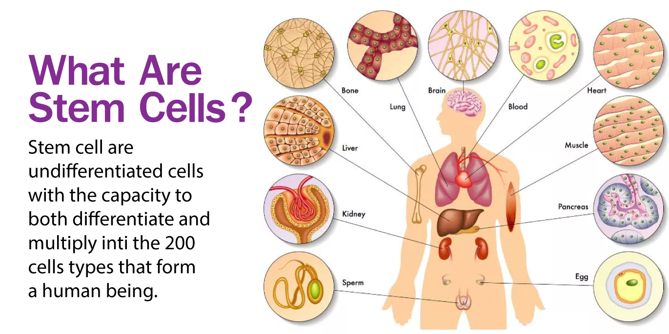 stemcell 1 Stem Cell