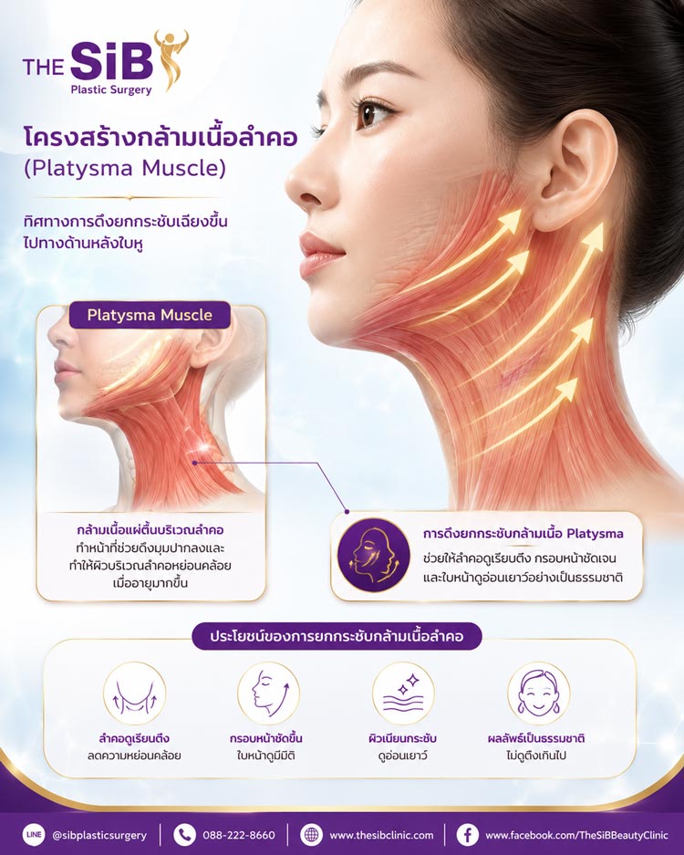 อินโฟกราฟิกโครงสร้างกล้ามเนื้อและการดึงคอ