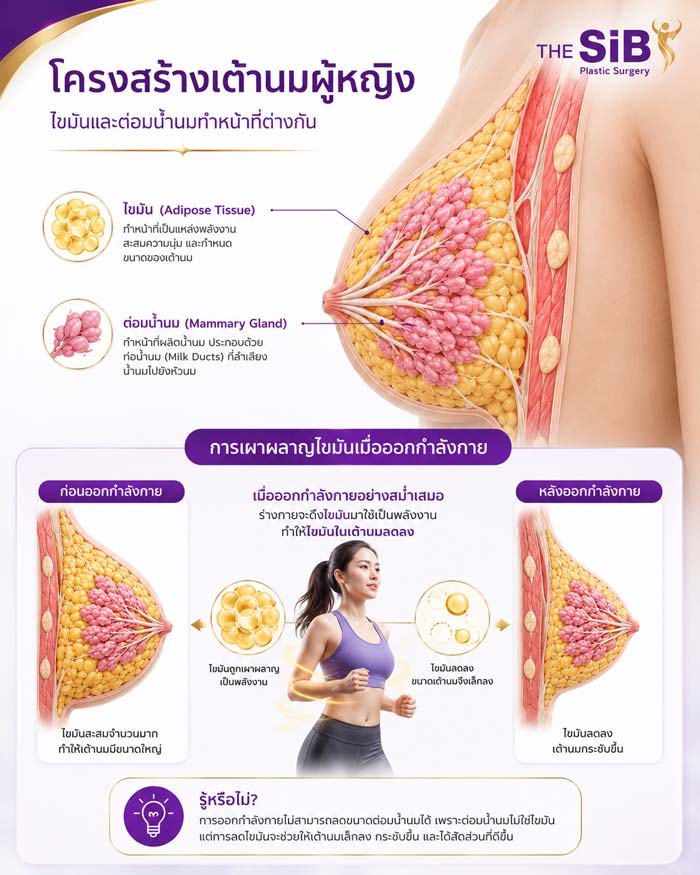 โครงสร้างเต้านมและการเผาผลาญไขมัน
