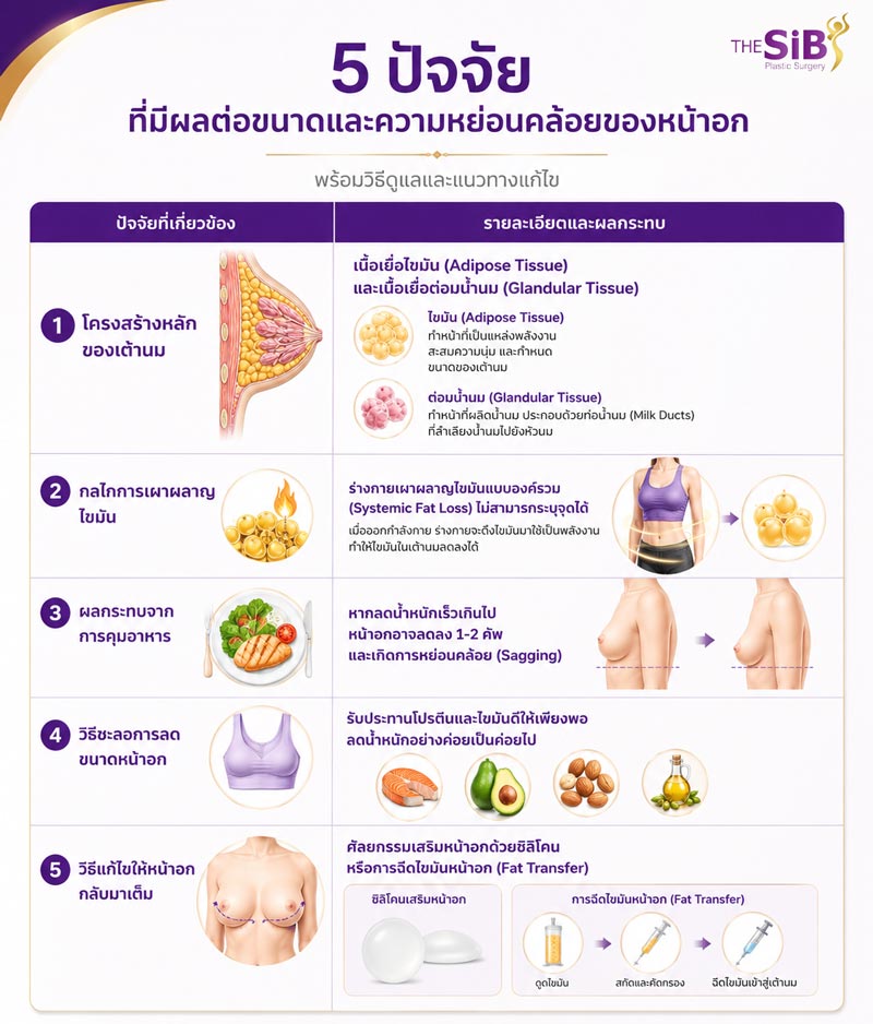 โครงสร้างเต้านมและการเผาผลาญไขมัน